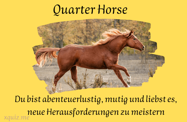Welche pferderasse passt zu mir ?