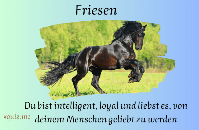 Welche pferderasse passt zu mir ?