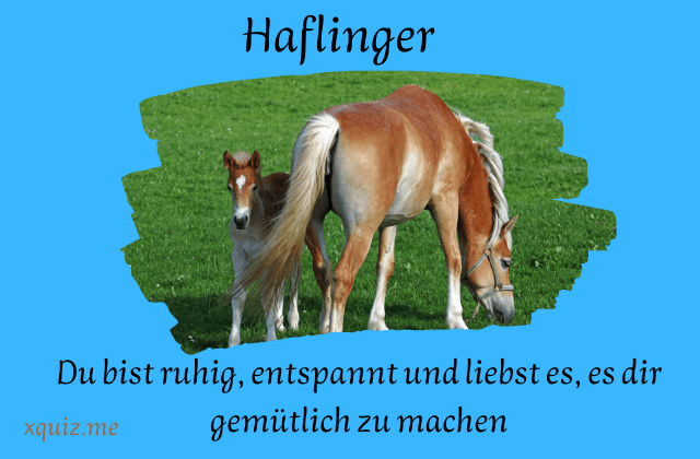 Welche pferderasse passt zu mir ?