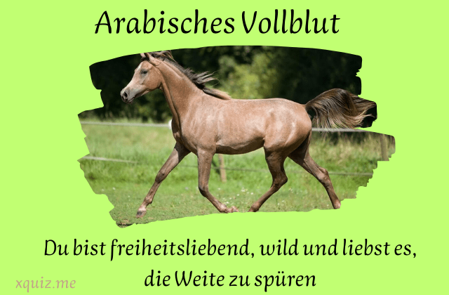 Welche pferderasse passt zu mir ?