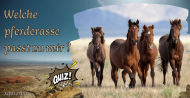 Welche pferderasse passt zu mir ? Tets