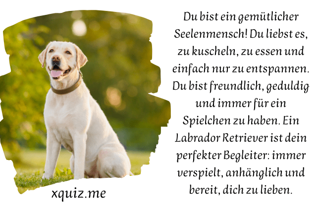 Welcher Hund Passt Zu Mir ? test