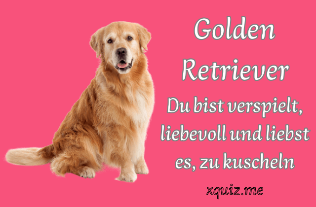 Welche Hunderasse bin ich? 🐶