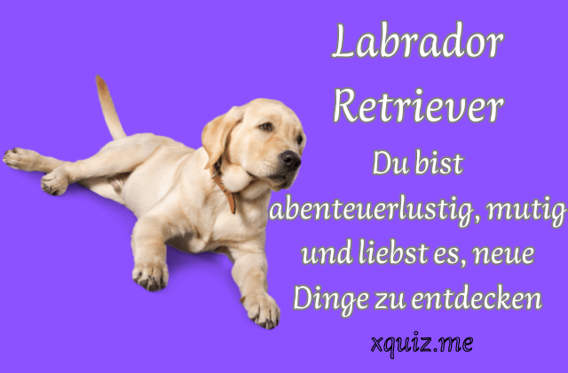 Welche Hunderasse bin ich? 🐶