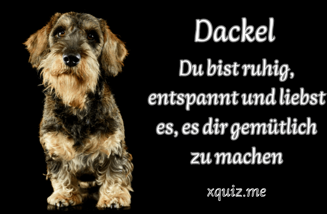 Welche Hunderasse bin ich? 🐶