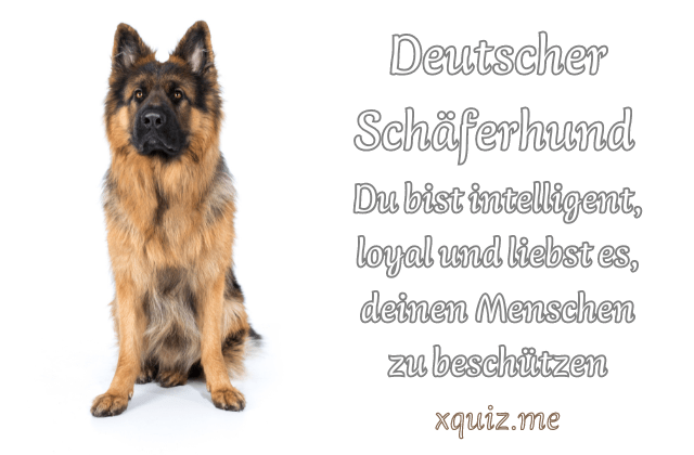 Welche Hunderasse bin ich? 🐶