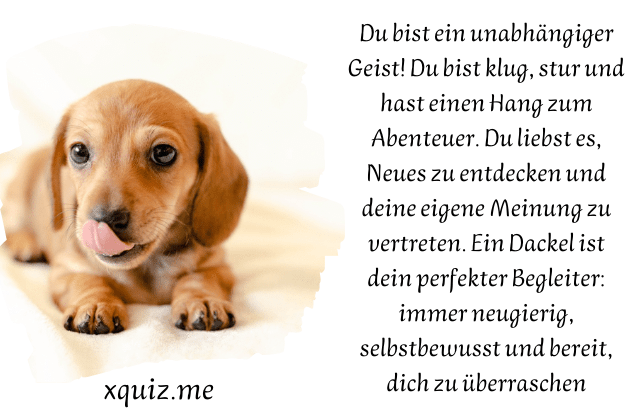 Welcher Hund Passt Zu Mir ? test