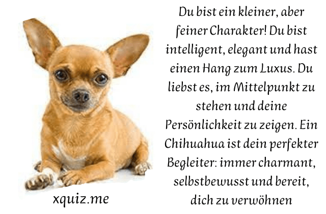 Welcher Hund Passt Zu Mir ? test